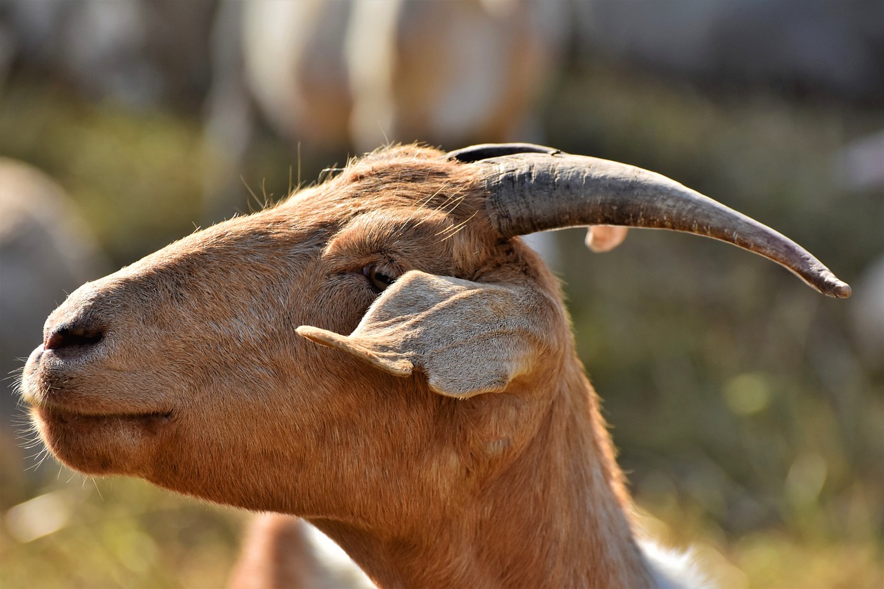 a close up of a goat with long horns, trending on pixabay, romanticism, angular jawline, on a sunny day, sickle, hunting trophies