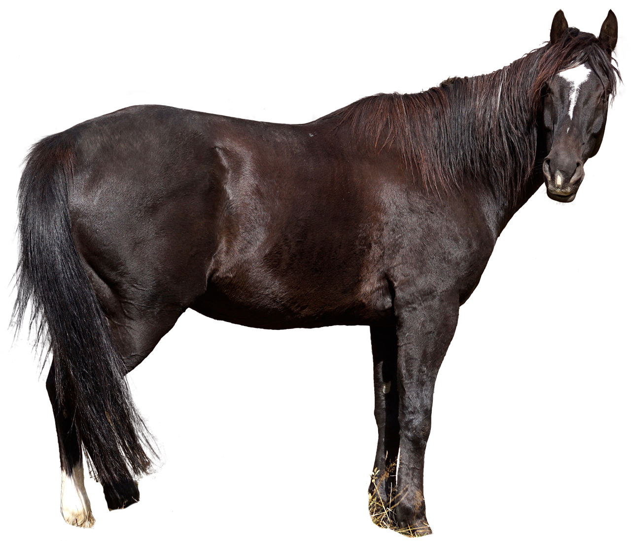 a horse standing in front of a black background, by Linda Sutton, panorama, on clear background, modeled, chunky