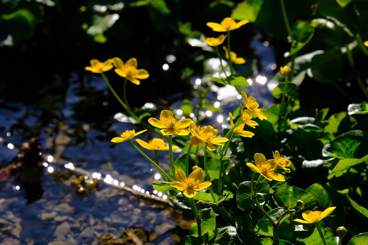 a group of yellow flowers sitting on top of a lush green field, a picture, by Hans Schwarz, flickr, hurufiyya, trickling water, reflections. shady, newts, backlite