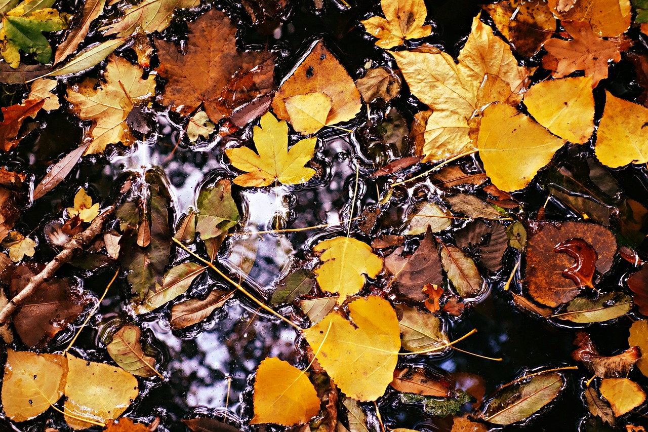 a bunch of leaves floating on top of a body of water, by Jan Rustem, 2 5 mm portra, autum, high contrast!, rivulets