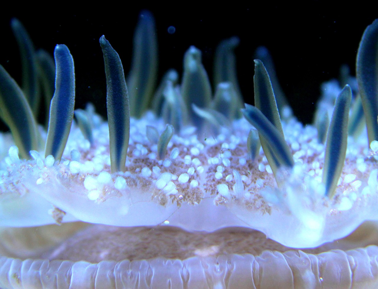 a close up of a sea anemone on a black background, by Edward Corbett, flickr, glowing blue mushrooms, white lashes, zerg, ocean sprites