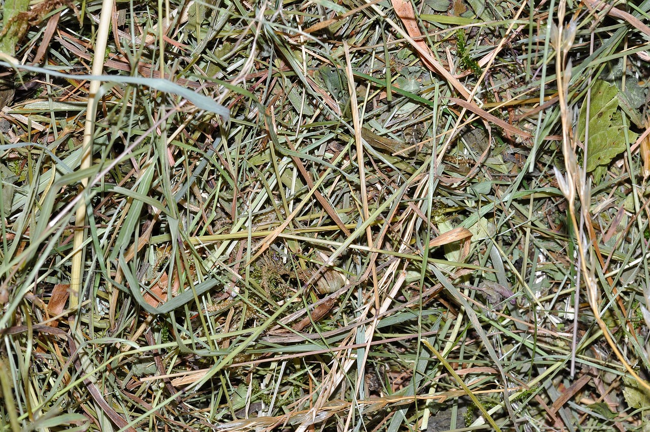 a close up of a pile of grass, a stock photo, inspired by David Ramsay Hay, renaissance, flat texture, meat texture, eucalyptus, clear detailed view