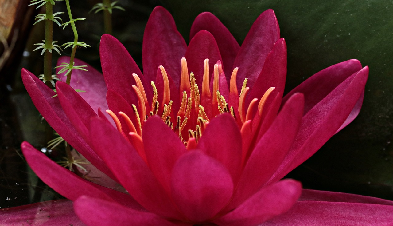 a close up of a red flower in a pond, a macro photograph, by Robert Brackman, flickr, hurufiyya, large exotic flowers, rich deep pink, red and golden color details, nymphaea