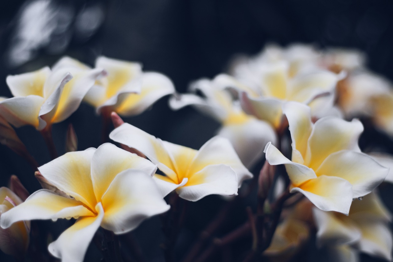 a close up of a bunch of white and yellow flowers, unsplash, plumeria, ominous beautiful mood, 4k high res, depth of field : - 2