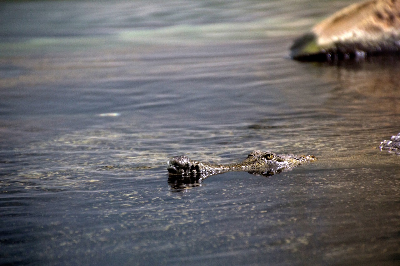 a crocodile swimming in a body of water, by Tom Carapic, hurufiyya, shallow depth of focus, detailed zoom photo, crossing the river, florida