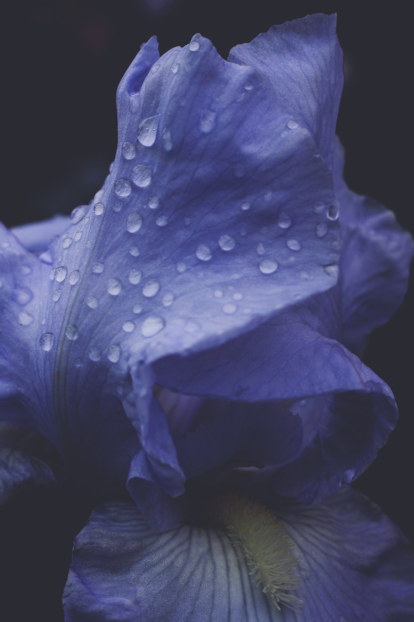 a close up of a purple flower with water droplets, by Rhea Carmi, romanticism, blue iris, alessio albi, day after raining, blue toned