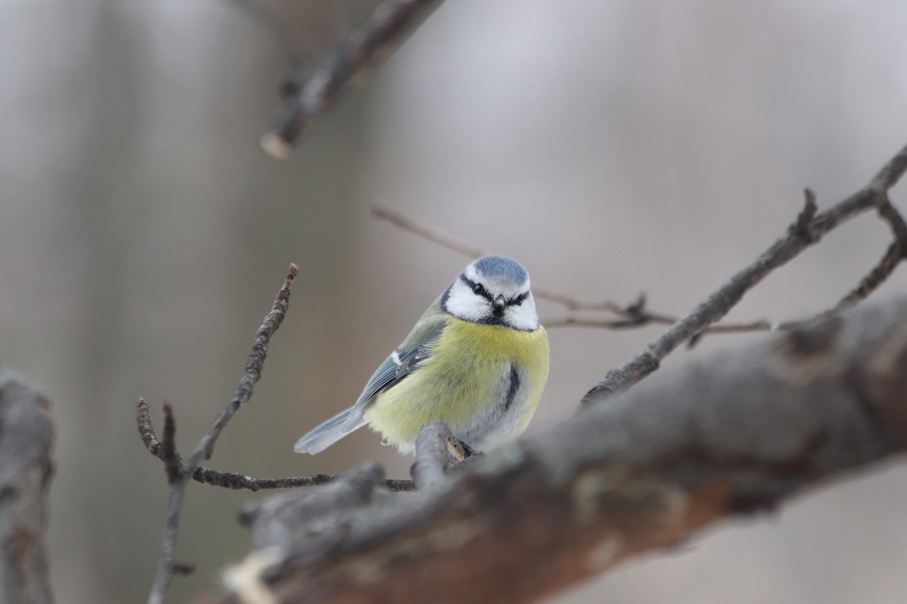 a small blue and yellow bird perched on a tree branch, bauhaus, portrait mode photo, it\'s name is greeny, snowy, modern high sharpness photo