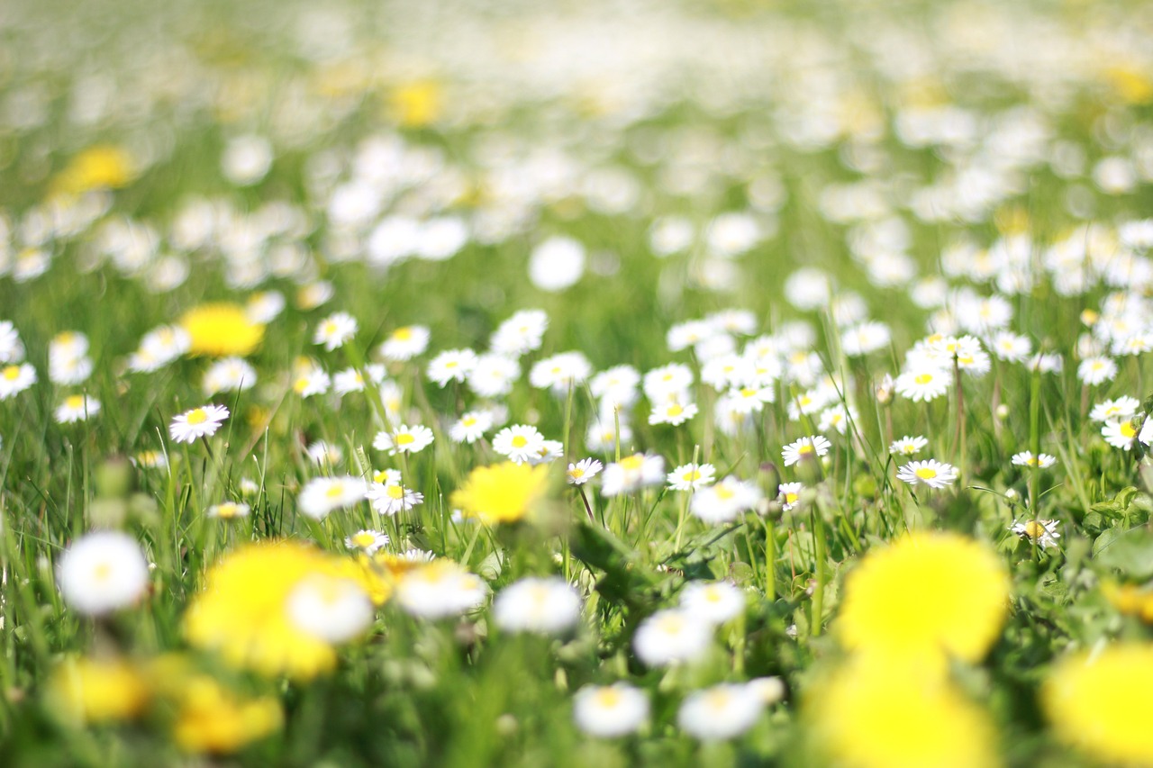 a field full of white and yellow flowers, a picture, by Erwin Bowien, pexels, background out of focus, youthful colours, grassy, high quality details