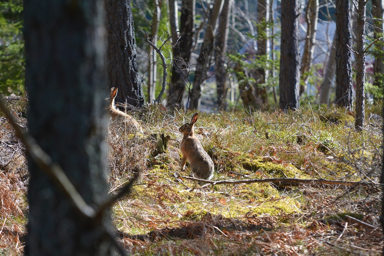 a rabbit standing on its hind legs in a forest, by Jaakko Mattila, flickr, crawling along a bed of moss, adult pair of twins, the sun is shining. photographic, caledonian forest