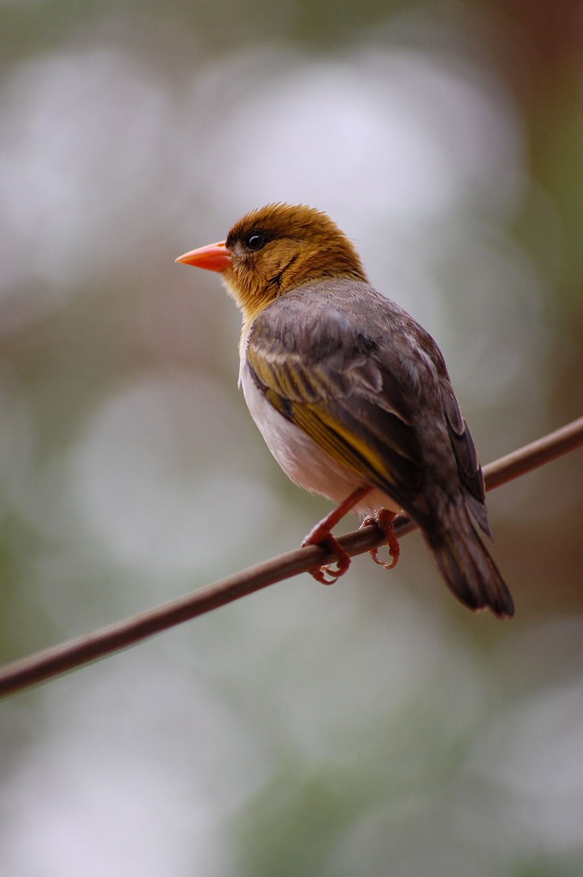 a small bird sitting on top of a wire, by Dietmar Damerau, flickr, hurufiyya, yellows and reddish black, australian, rare bird in the jungle, pretty girl