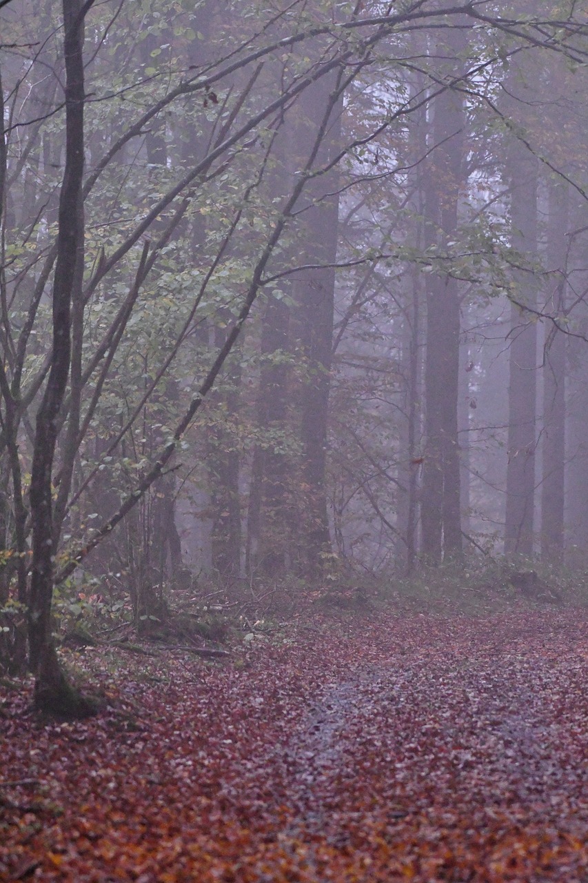 a forest filled with lots of trees and leaves, by Dietmar Damerau, flickr, rainy and foggy, not cropped, autumn rain turkel, early morning