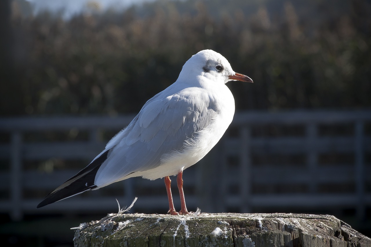 a white bird standing on top of a wooden post, a picture, by Paul Bird, istock, very sharp and detailed photo, grey-eyed, bald
