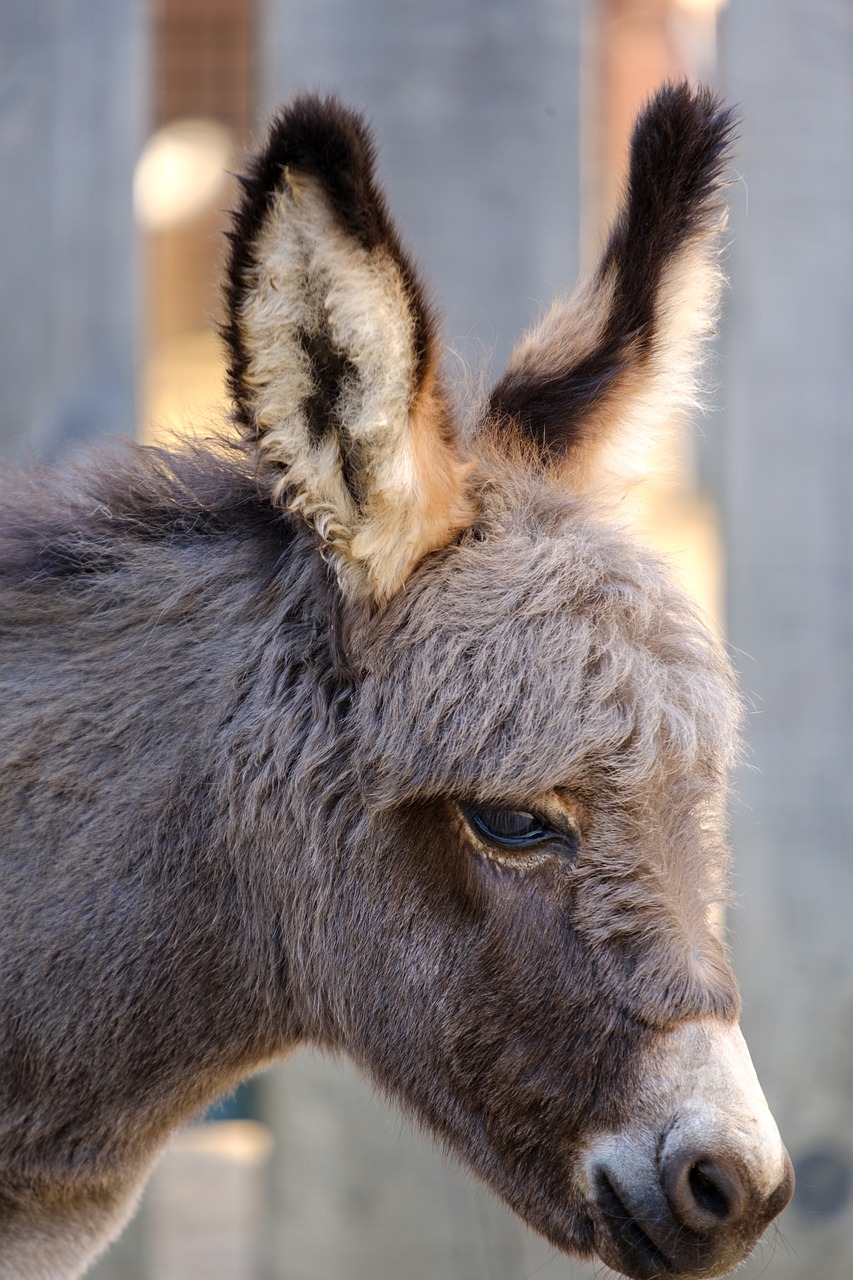 a close up of a donkey with a blurry background, by Jan Rustem, pixabay, mingei, backlit ears, stock photo, high res photo, fluffy ears