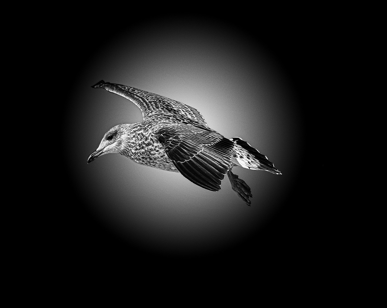 a black and white photo of a bird in flight, by Hans Schwarz, digital art, stippled light, seagull, on black background, camera photo