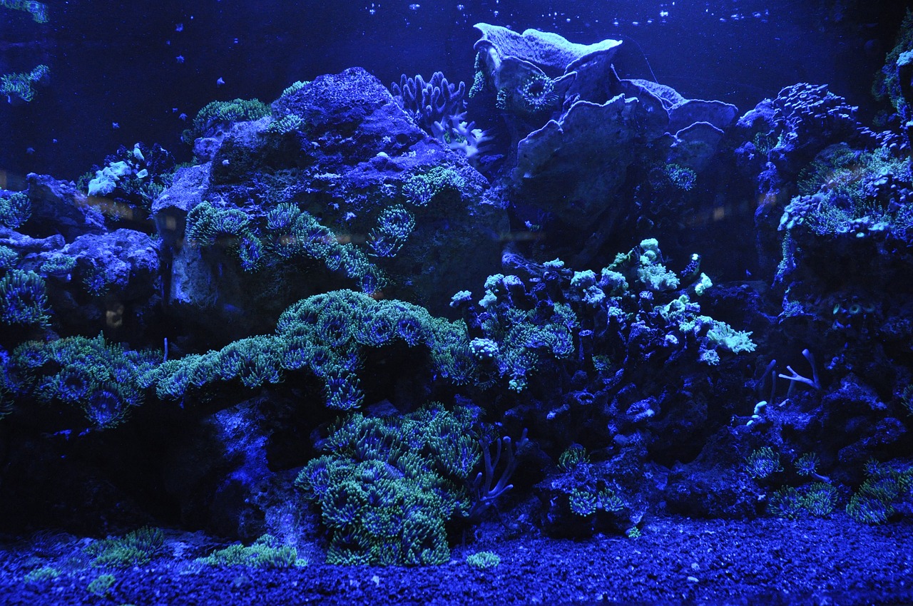 a close up of a fish in an aquarium, flickr, mingei, nighttime!!, corals, blue wall, shoreline