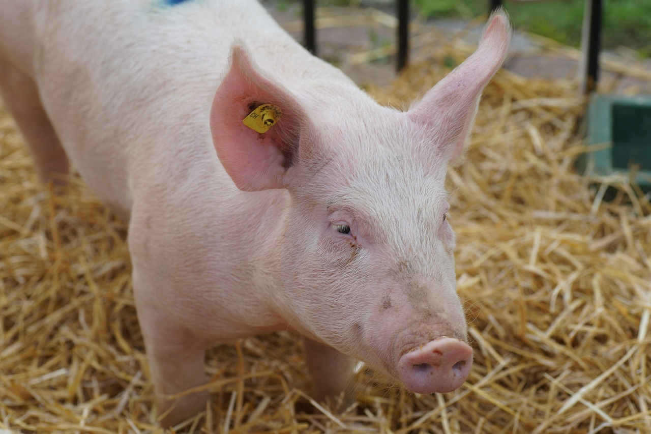 a pig that is standing in some hay, renaissance, white skin and reflective eyes, with pointy ears, a super-smart, ear