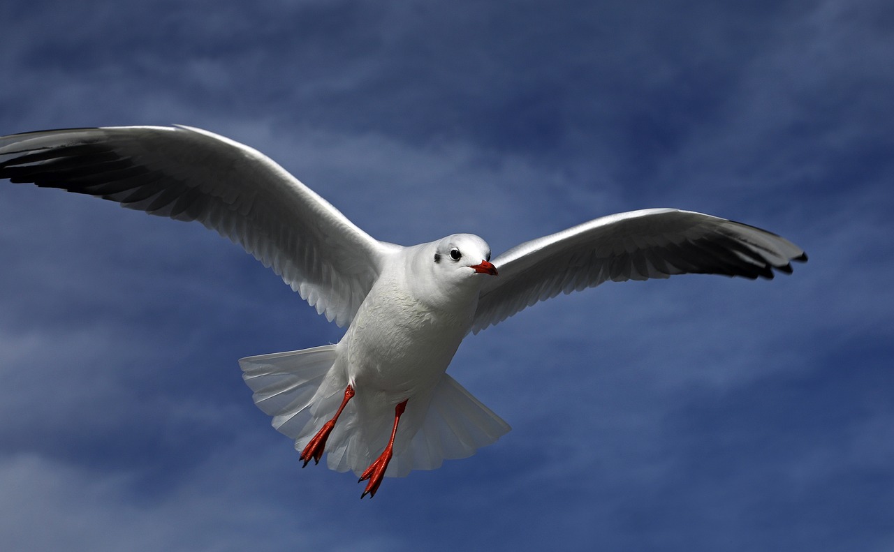 a white bird flying through a blue sky, a picture, by Dave Allsop, shutterstock, high - detail, menacing!, liberation, waving at the camera