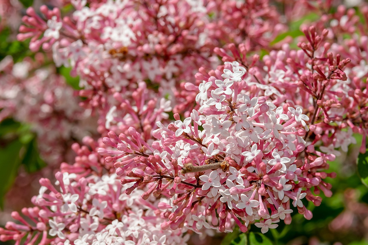 a close up of a bunch of pink and white flowers, renaissance, flame shrubs, lilac, best selling, closeup photo