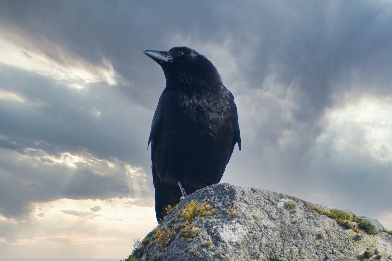a black bird sitting on top of a rock, by Roar Kjernstad, with dramatic sky, beaks, gothic regal and tattered black, not cropped
