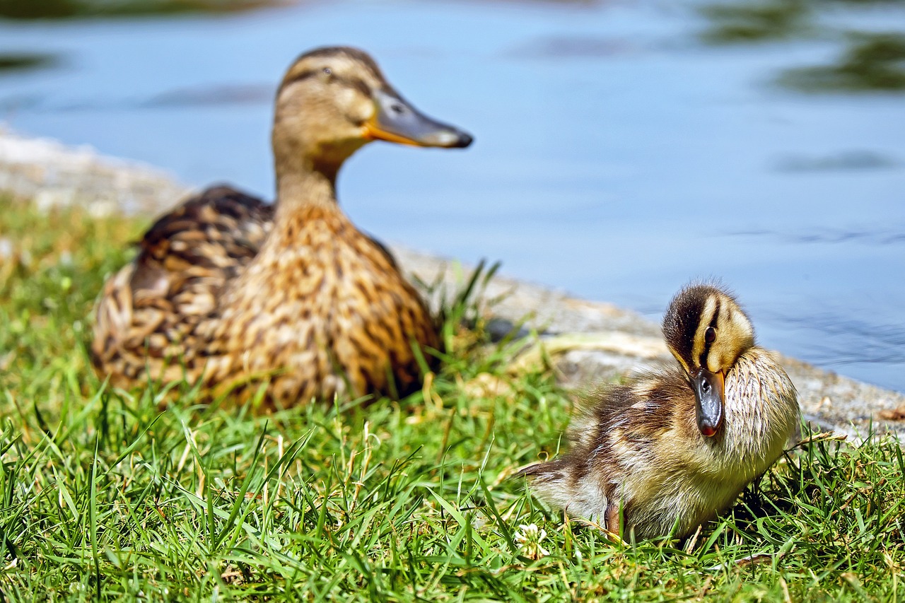 a couple of ducks sitting on top of a lush green field, a picture, by Dave Melvin, shutterstock, maternal photography 4 k, closeup of an adorable, at the waterside, resting on a tough day