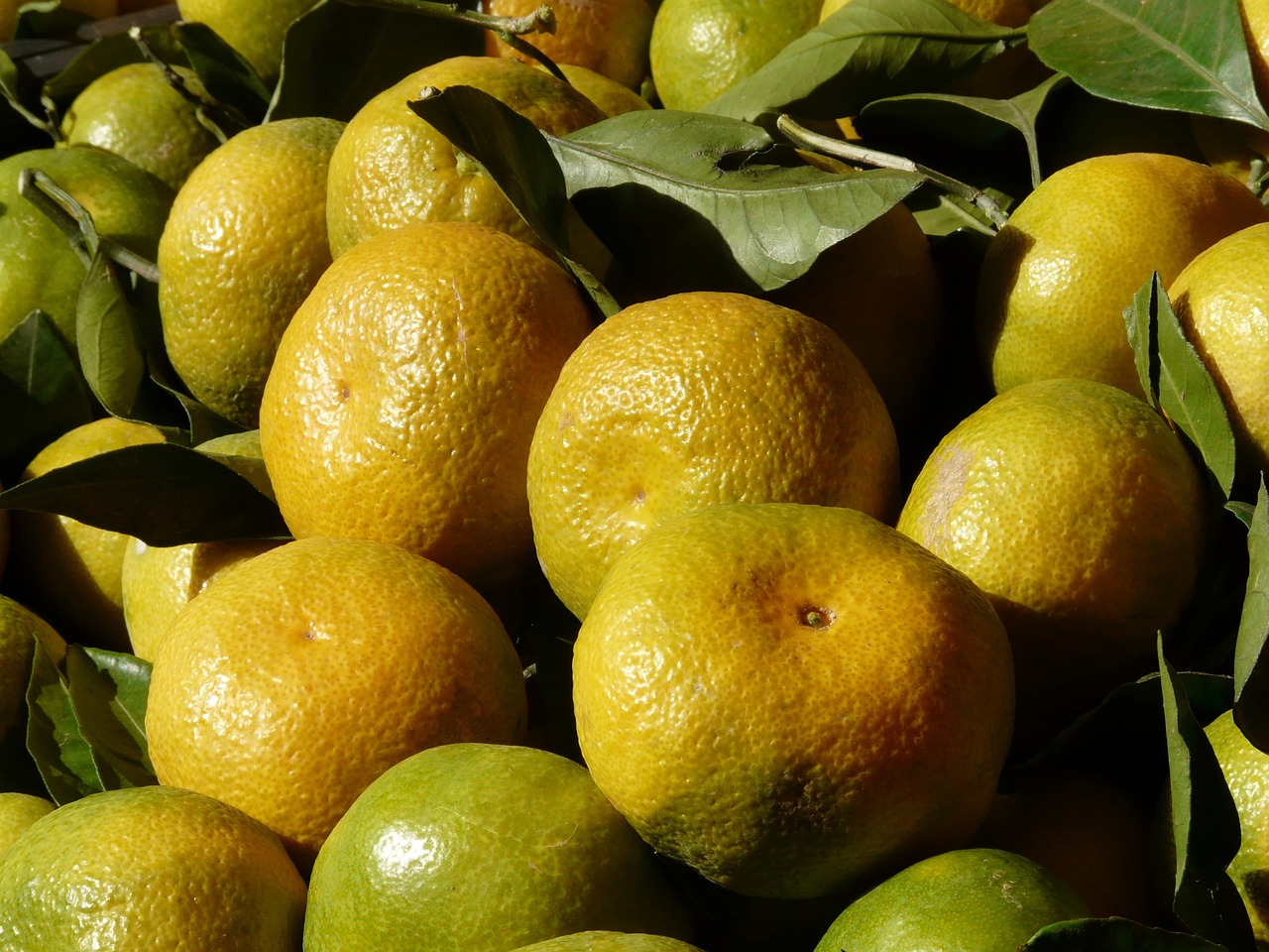 a pile of lemons sitting on top of each other, a picture, figuration libre, detailed zoom photo