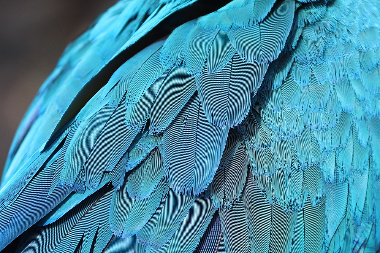 a close up of a blue and green bird's feathers, shutterstock, ((greenish blue tones)), angel wings, dark teal, beautifull