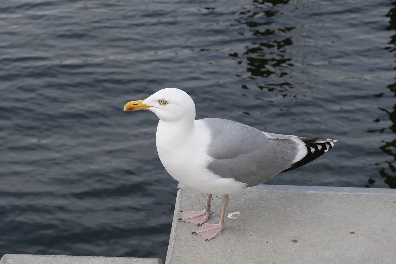 a seagull standing on a ledge next to a body of water, a photo, portait photo, closeup photo, document photo, half - length photo