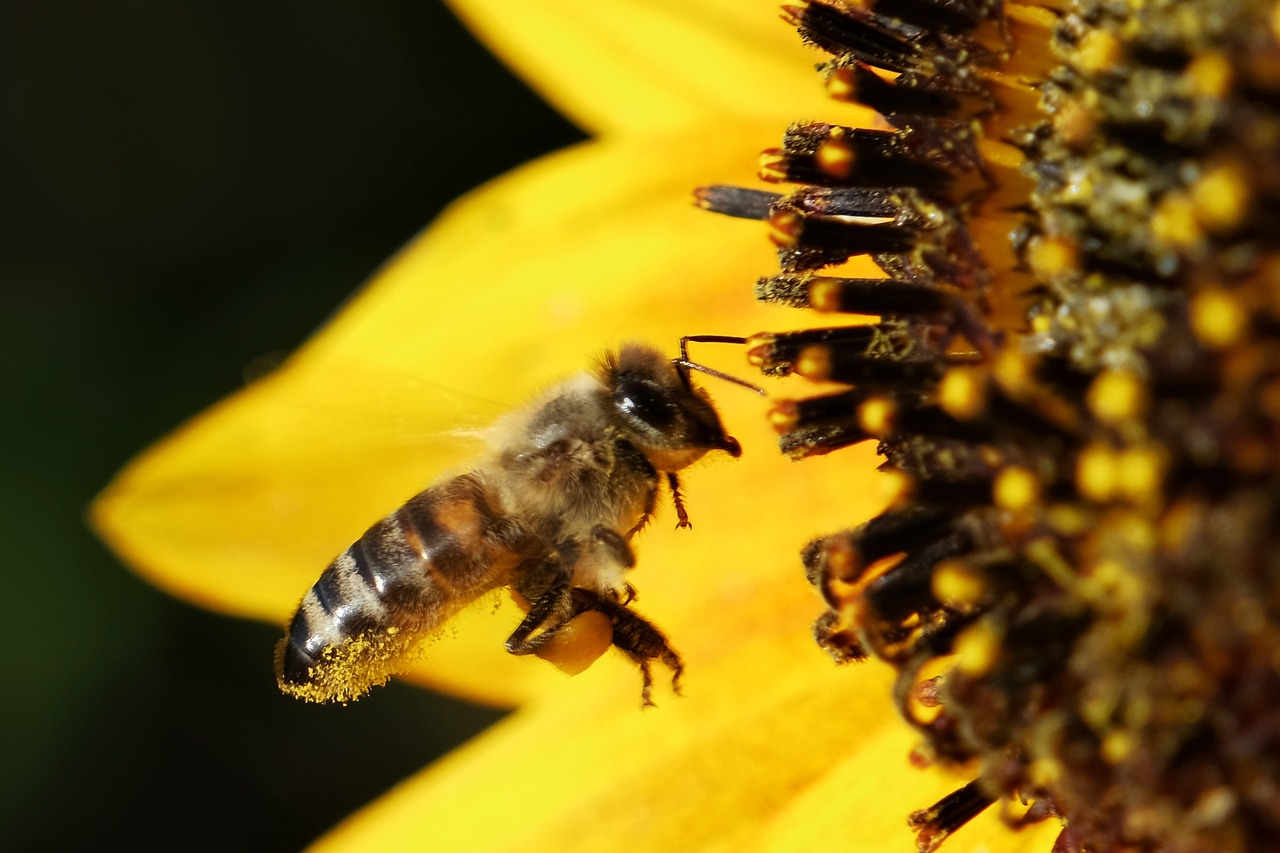 a close up of a bee on a sunflower, happening, walking down, backlite, brood spreading, closeup photo