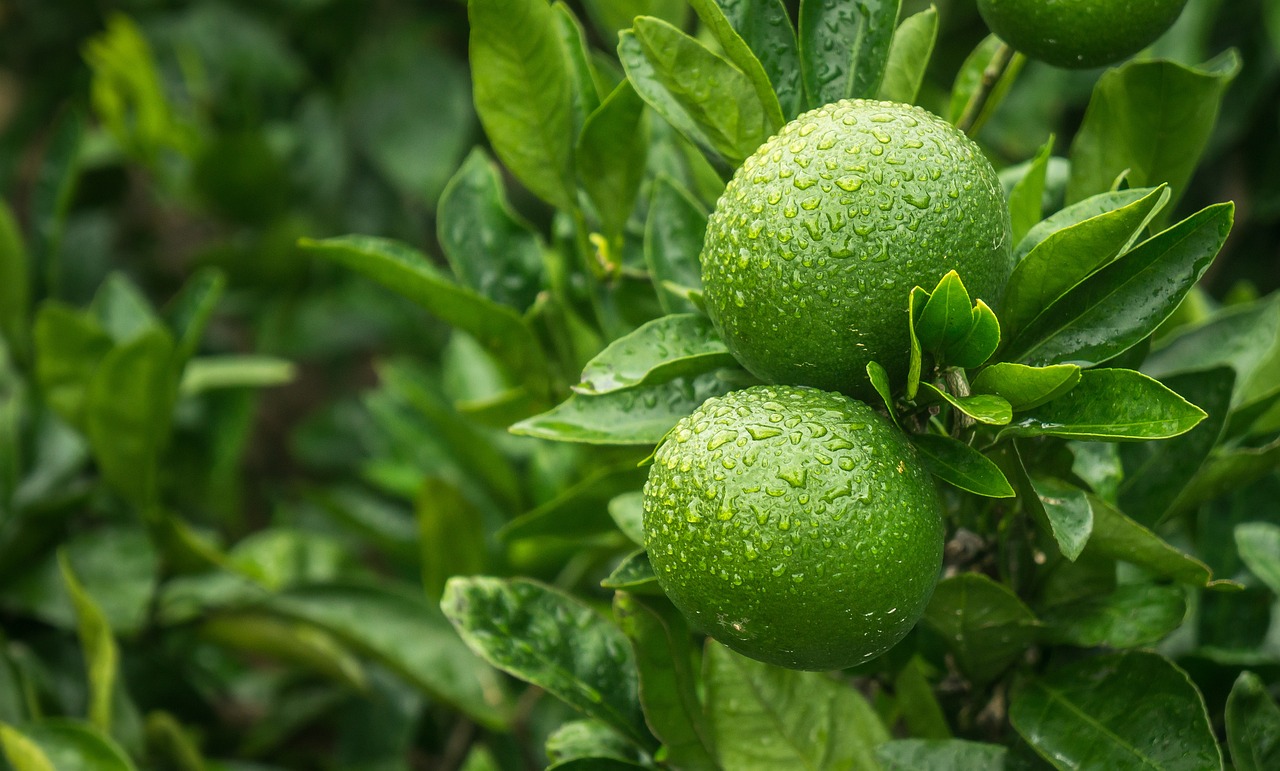 a close up of two limes on a tree, high quality product image”, in a rainy environment, green wallpaper background, close-up product photo