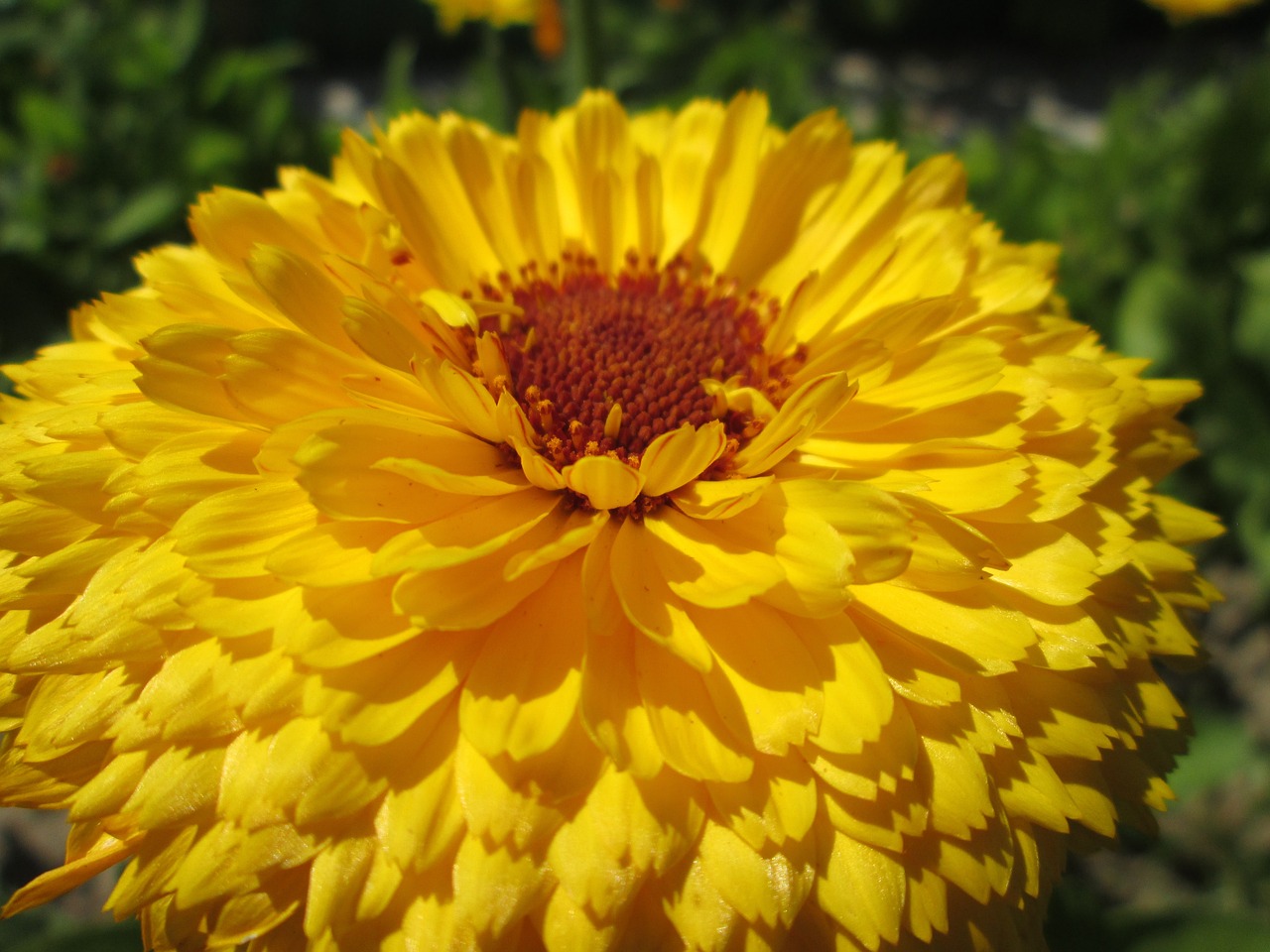 a close up of a yellow flower in a garden, vanitas, very sunny, portrait mode photo