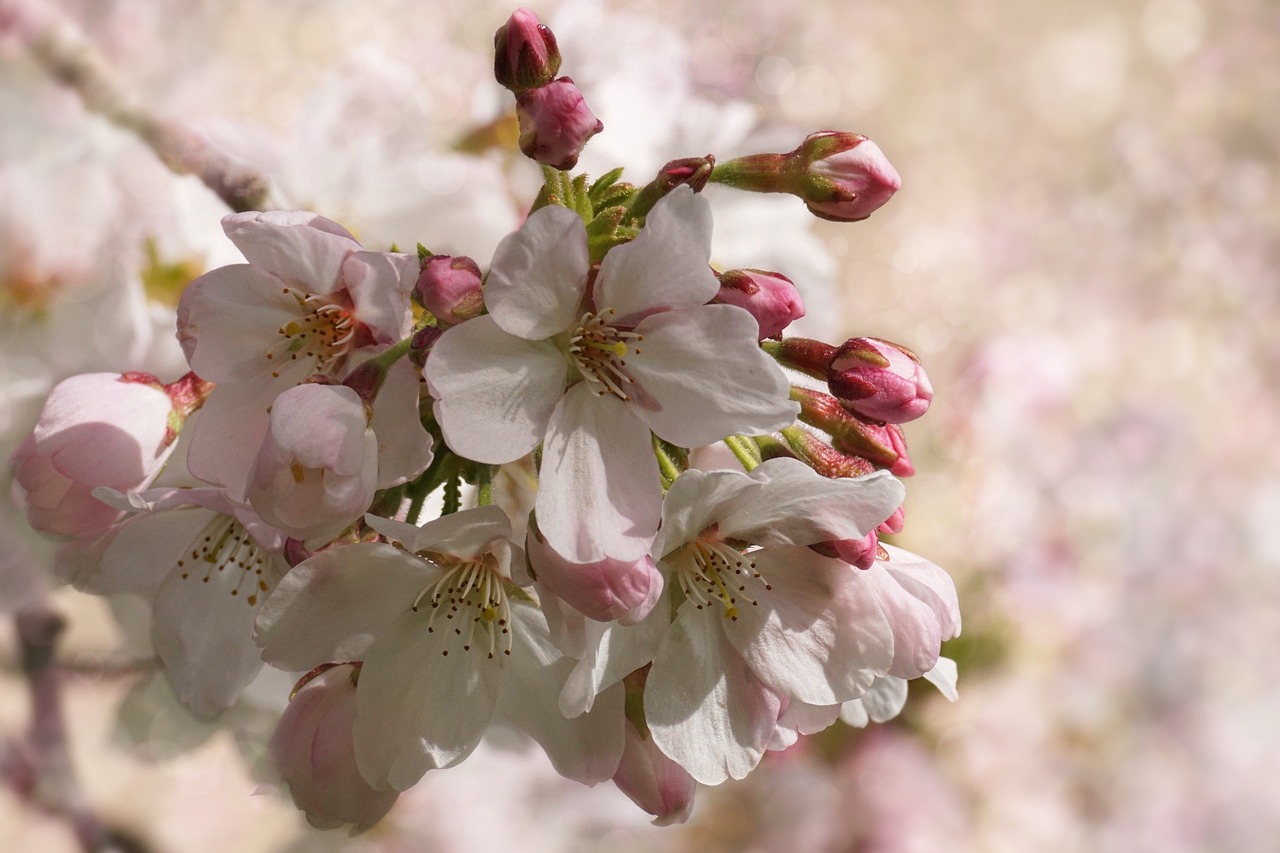 a close up of a bunch of flowers on a tree, a pastel, by Jim Nelson, flickr, romanticism, sakura bloomimg, macro view, shaded, sunlit