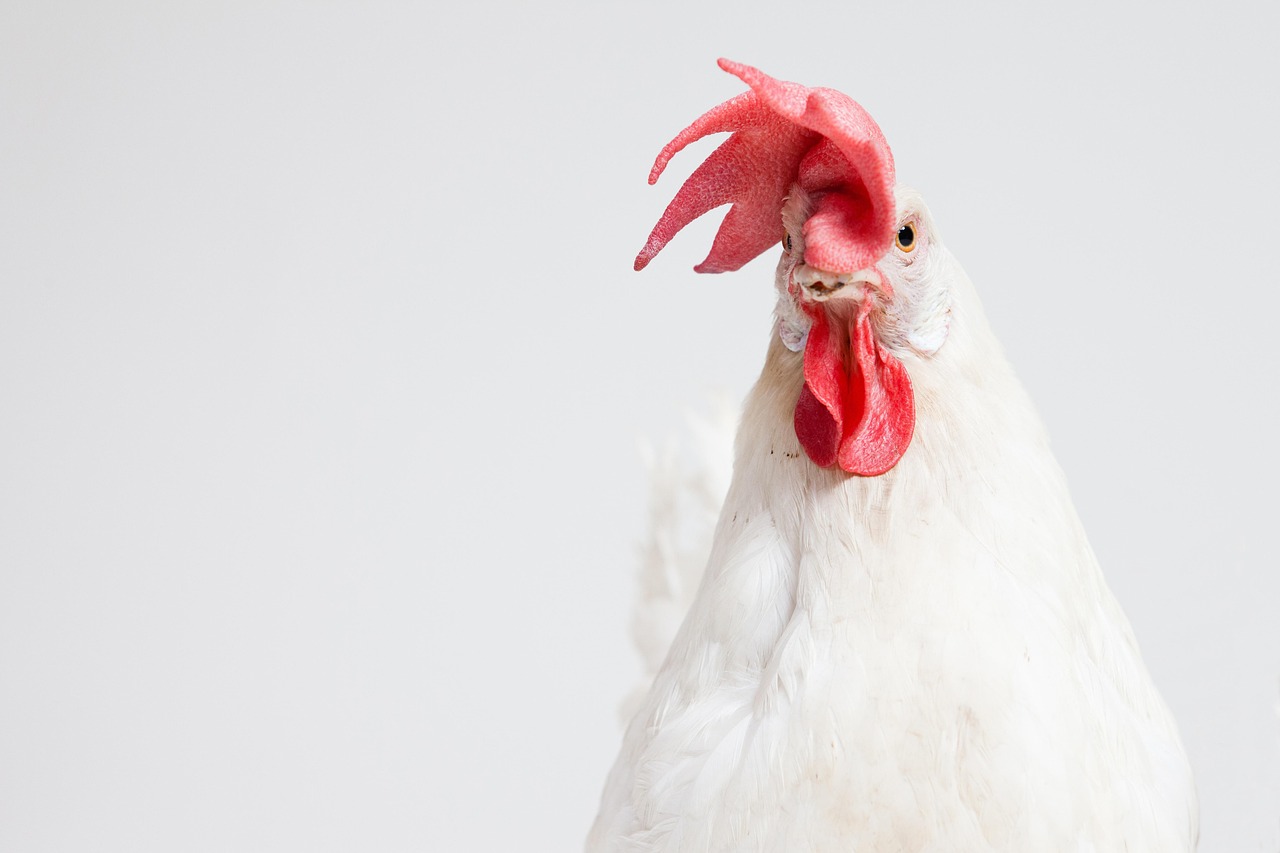 a white chicken with a red comb on it's head, a picture, by Andries Stock, shutterstock, clean white lab background, close - up portrait shot, document photo, elegant regal posture