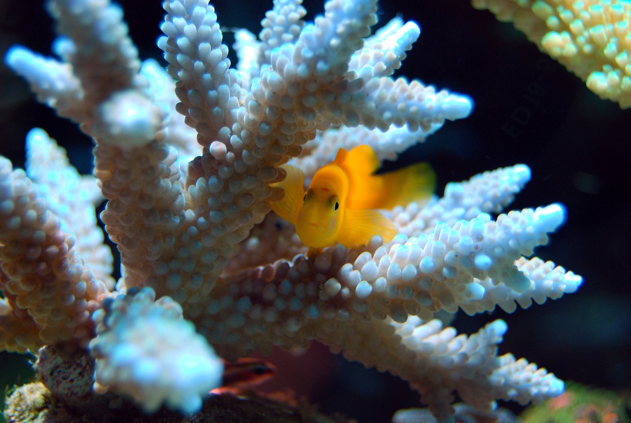 a small yellow fish sitting on top of a coral, a macro photograph, romanticism, sitting on a curly branch, waving at the camera, fluffy, highly realistic photo