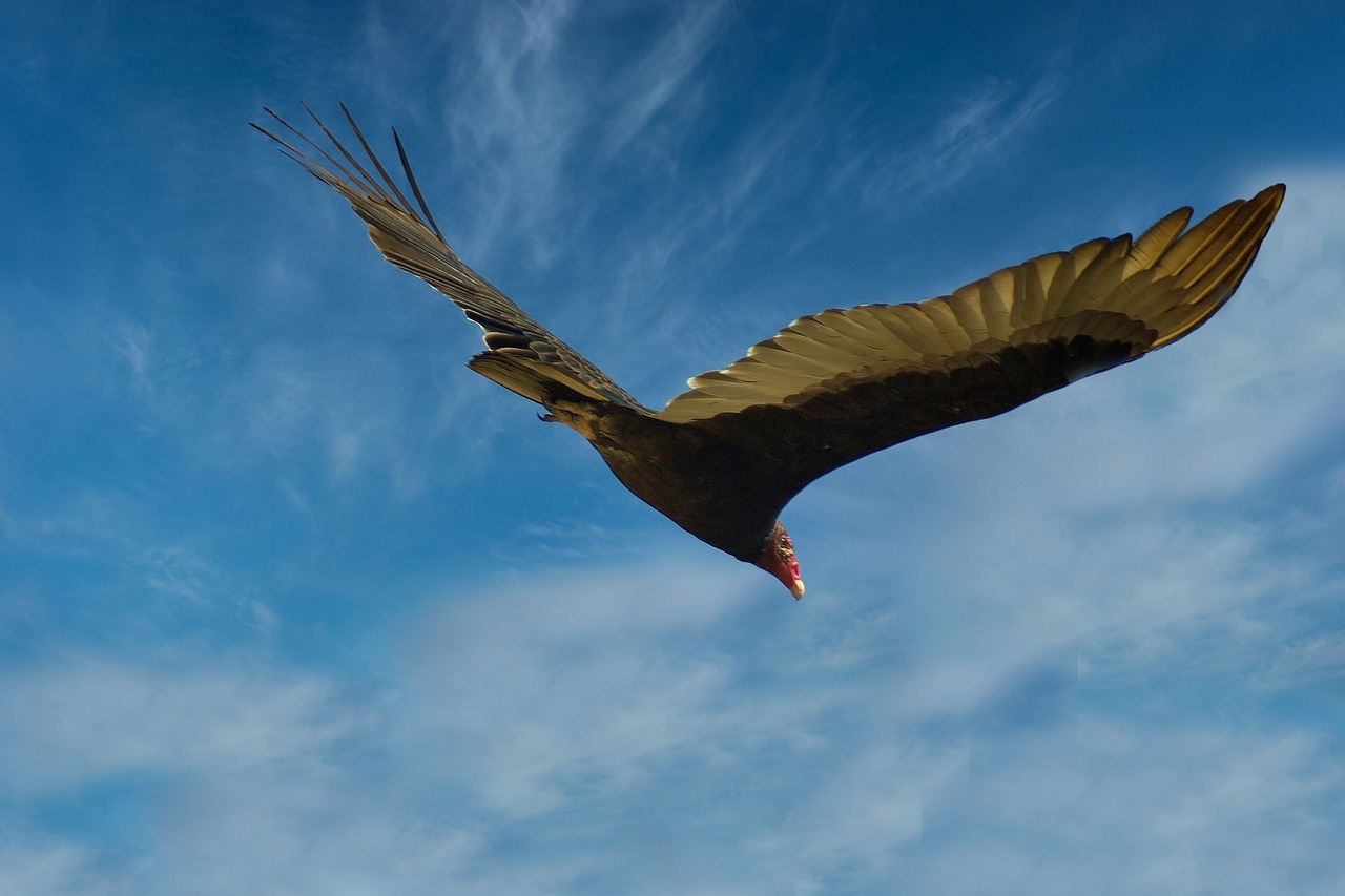 a large bird flying through a blue sky, a portrait, hurufiyya, hyperrealistic image of x, tourist photo, benjamin vnuk