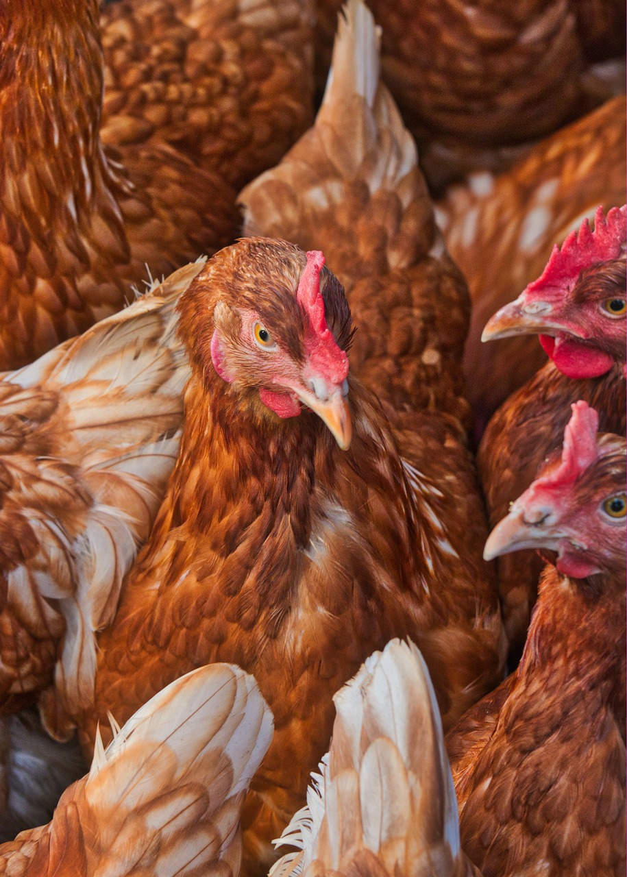 a group of chickens standing next to each other, a portrait, shutterstock, reddish, high temperature, crowded, crisp details