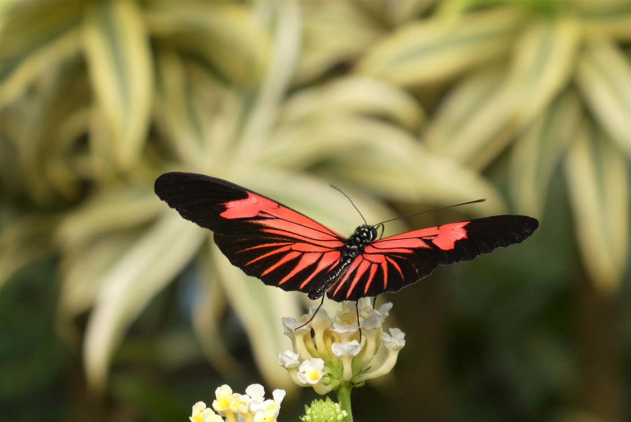 a red and black butterfly sitting on a white flower, rich evans, botanic garden, triumphant pose, in red gardens