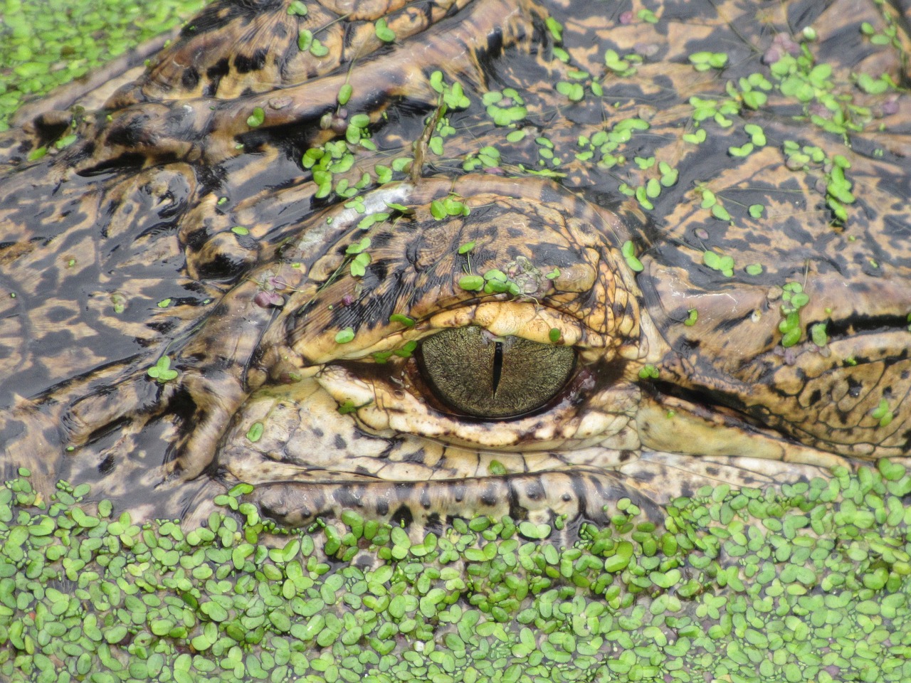 a close up of an alligator's eye in the water, by Robert Brackman, hurufiyya, lying on lily pad, fully covered, alligator shaman, snake river in the jungle