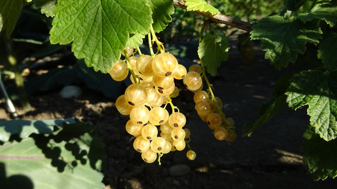 a bunch of yellow berries hanging from a tree, by Karl Völker, pur champagne damery, white with black spots, back - lit, fragonard