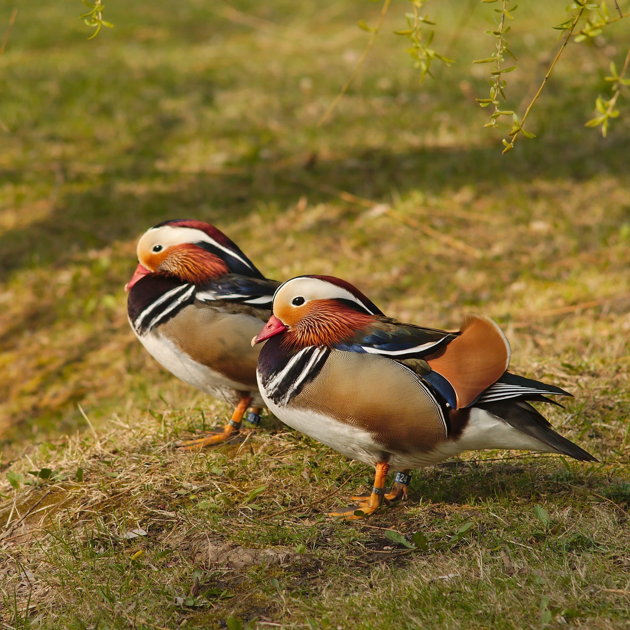 a couple of birds standing on top of a grass covered field, a portrait, by Dietmar Damerau, shutterstock, donald duck in real life, museum quality photo, imari, beautifully painted