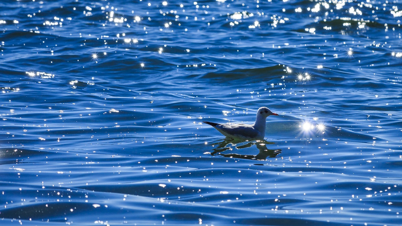 a bird floating on top of a body of water, by Jan Rustem, flickr, sparkling light, shiny wet skin!!, walking on water, gliding