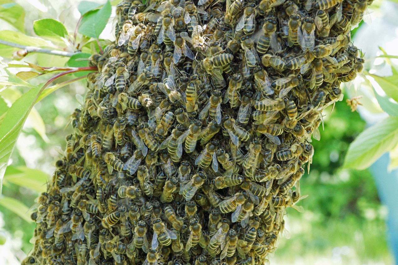 a swarm of bees hanging from a tree, infested with pitch green, highly detaild, osr, extremely higly detailed