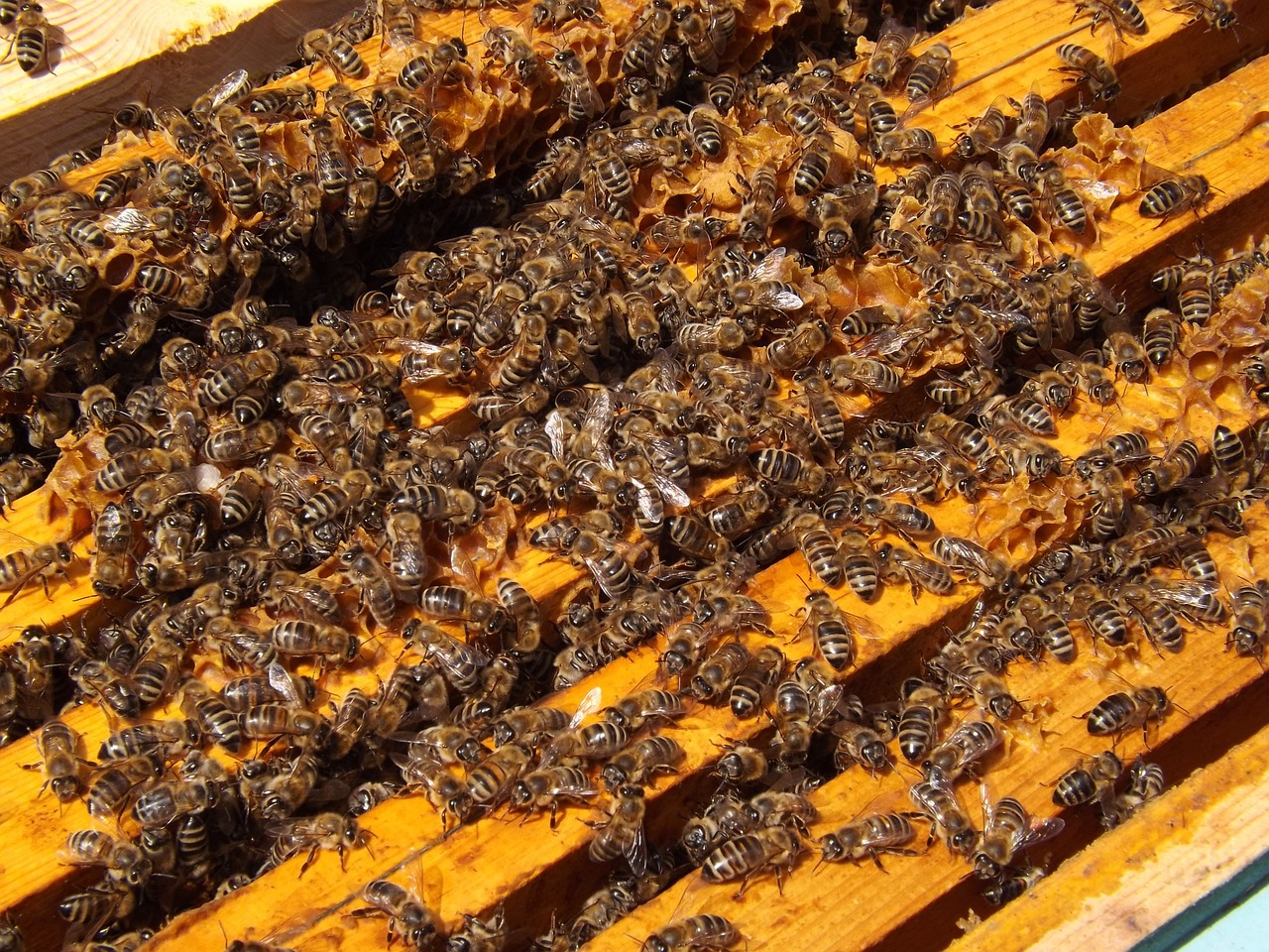 a bunch of bees that are on a piece of wood, pexels, happening, 🦩🪐🐞👩🏻🦳, in rows, high-detaild, 2 0 1 0 photo