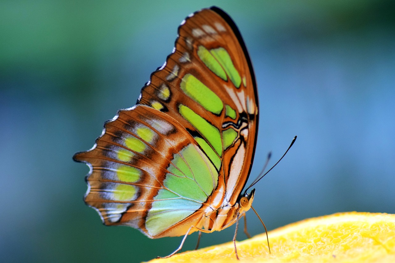 a close up of a butterfly on a piece of fruit, by Dave Melvin, flickr, renaissance, green colors, malachite, full body close-up shot, stunning lines