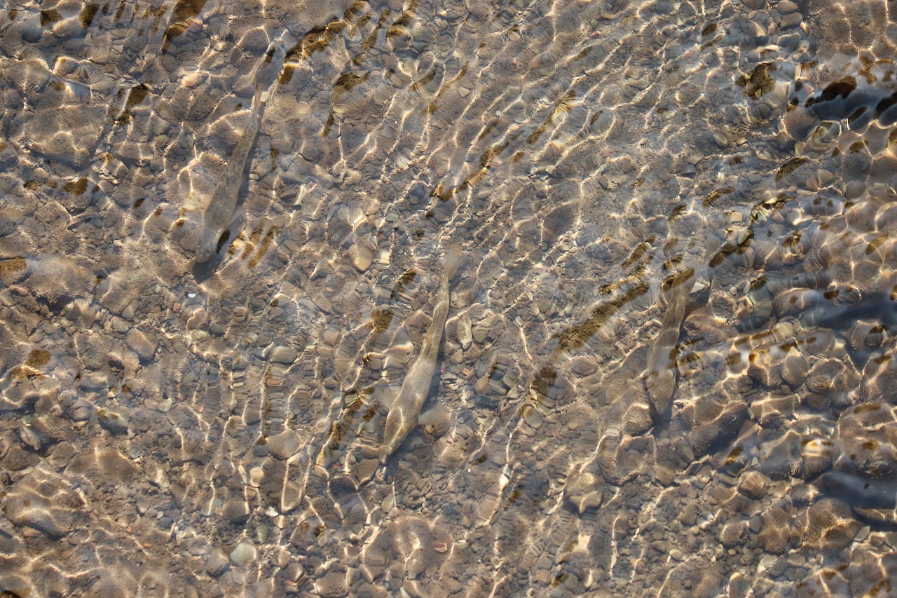 a group of fish floating on top of a body of water, inspired by Vija Celmins, figuration libre, texture of sand, sunlight reflected on the river, detailed zoom photo, flowing clear water creek bed