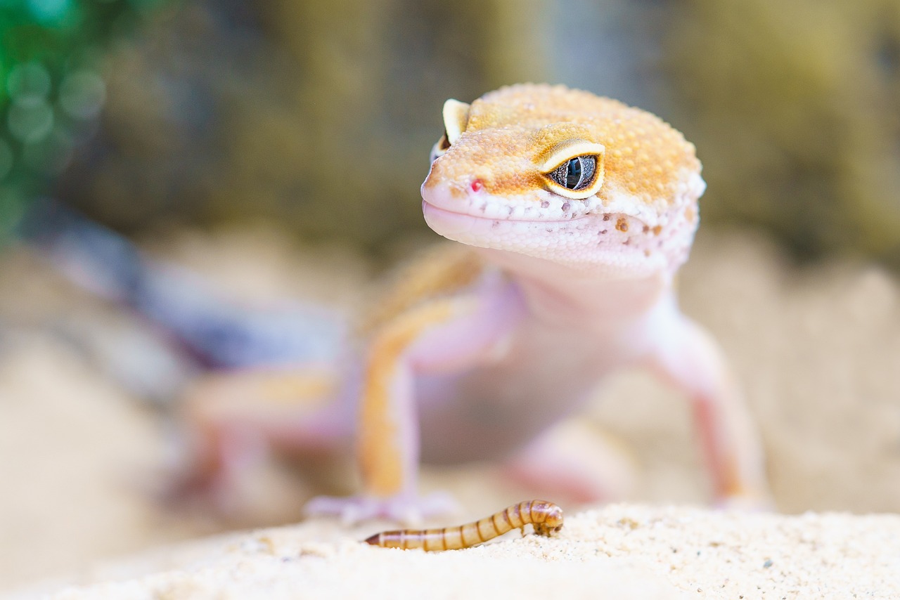 a close up of a lizard on a sandy surface, a picture, by Adam Marczyński, trending on pexels, realism, white and orange, gecko sitting inside a terrarium, 🦩🪐🐞👩🏻🦳, monitor