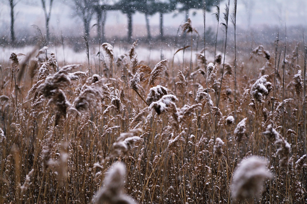 a field of tall grass covered in snow, flickr, tonalism, cinestill hasselblad 8 5 mm, scene!!, snowflakes falling, coast