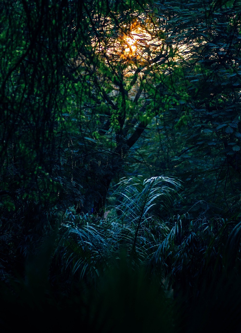 the sun is shining through the trees in the forest, australian tonalism, plants and jungle, new zealand, at twilight, amidst of nature fully covered