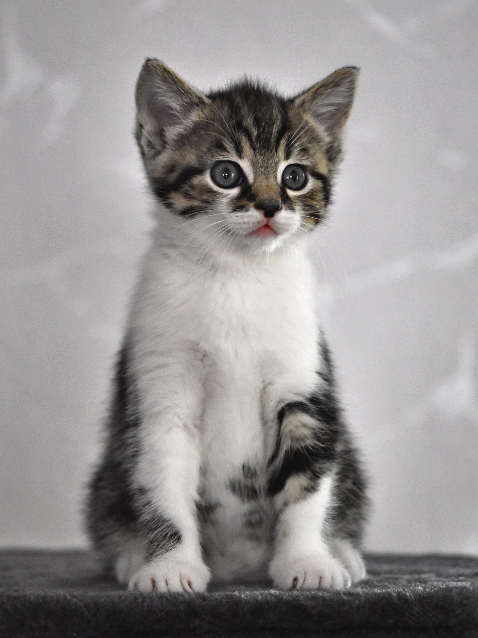 a small kitten sitting on top of a table, a picture, by Ivan Grohar, with a white muzzle, proud looking, 4 k post, wikimedia