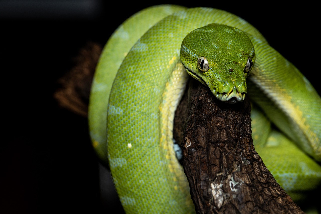 a close up of a snake on a branch, a portrait, renaissance, soft green lighting, pillar, high angle close up shot, low iso