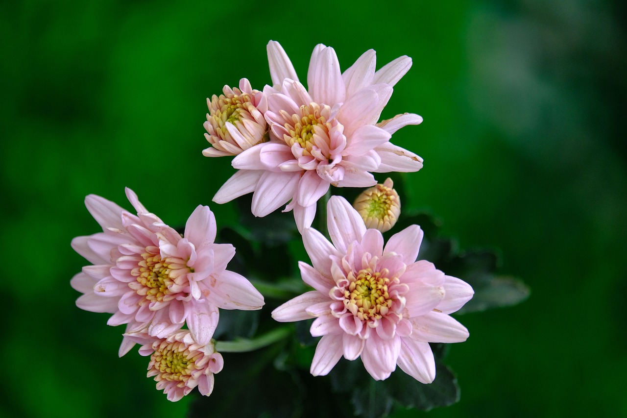 a close up of some pink flowers in a vase, by Dietmar Damerau, trending on pixabay, chrysanthemum eos-1d, india, pale green glow, flowers and foliage